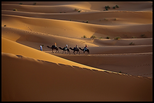 _MG_2353 CamelTrain.jpg